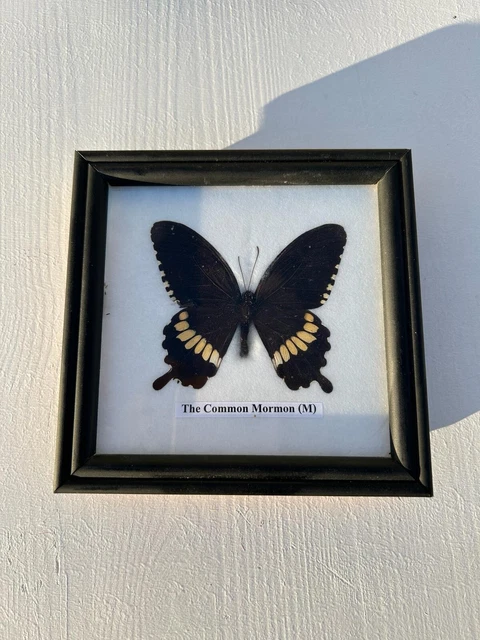 Papillon naturalisé sous cadre | Selency