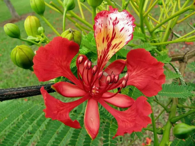 Delonix regia | Royal Poinciana | Flamboyant Flame Tree | Gulmohar | 5_Seeds