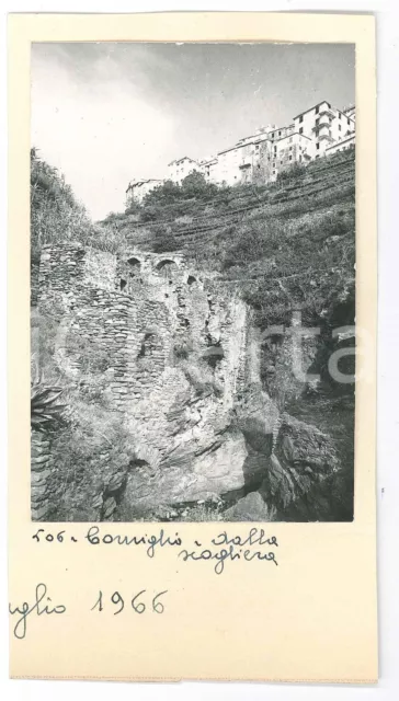1966 CINQUE TERRE - CORNIGLIA - Veduta dalla scogliera *Foto 9x17 cm
