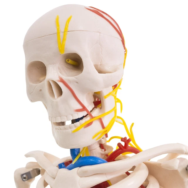 ANATOMIA CORPO ANATOMICO Modello Torso Bambola con Organi 45cm medmod