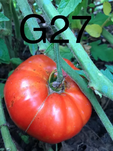 graine / seed tomate taille grosse variété "GIGANTE DE CASTILLA" (FP unique)