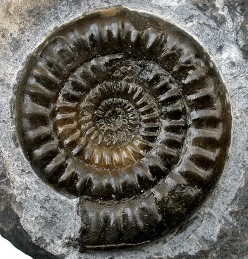 Lias  Vermiceras scylla  Ausgezeichneter Ammonit auf Matrix   Trossingen  W39-8