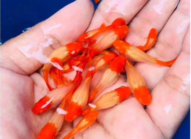 1 TRIO - Live Aquarium Guppy Fish High Quality - Albino Red Koi