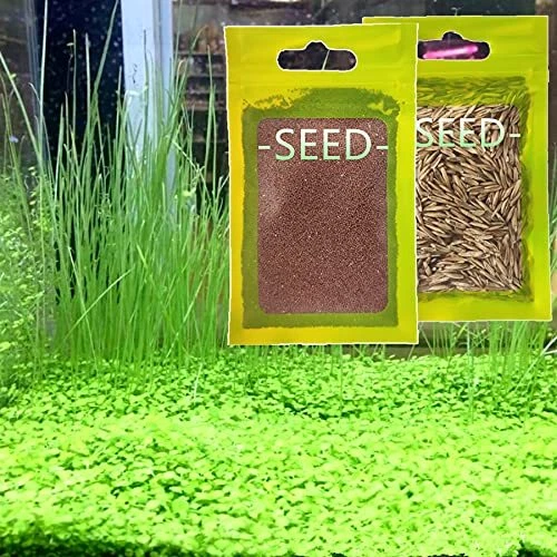 Live Aquarium Plant Seed,Water Grass Plants Mini Leaf & Hair Grass for Fish Tank