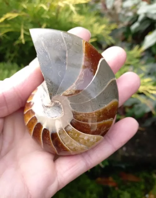 Nautilus Fossil - Top Quality Madagascar, Cretaceous - 90mm   Ammonite Genuine