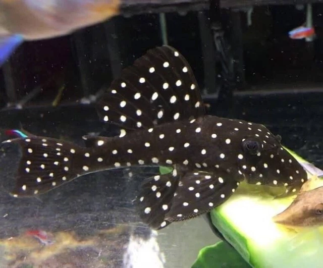 1 L201 Snowball Pleco - Orinoco Angel Pleco - Beautiful Pleco - 3”