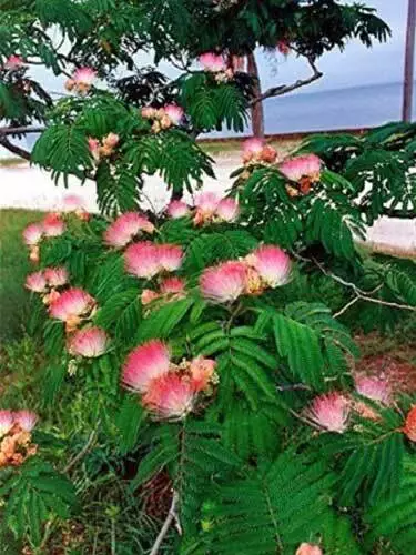 Albizia julibrissin | Mimosa Tree | Persian Silk Tree | 10 Seeds