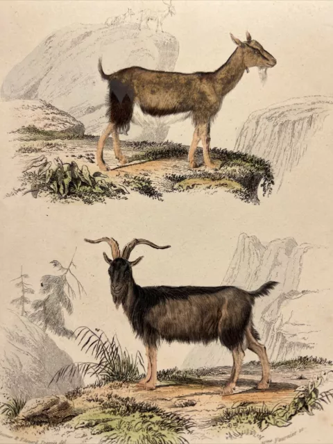 Cabra Carnero 1856 Antiguo Ilustración coloreada a mano Animales Acuarelas...