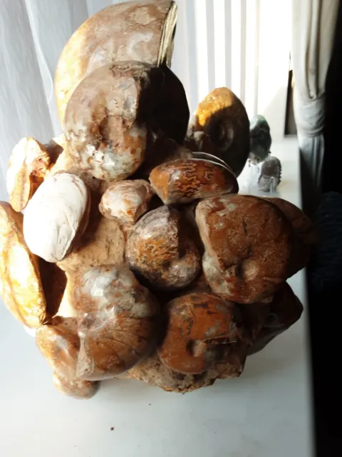 Madagascan Nautilus, Ammonite and Bivalve Display Piece.