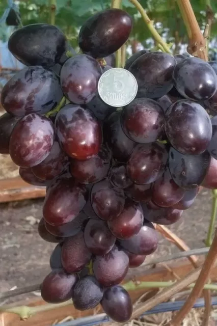 Weinrebe , pilzfeste Tafeltraube Tornado.