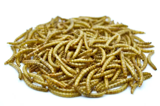 Mehlwürmer getrocknet 0,2 - 20 kg, Vogelfutter, Hühner, Fischfutter, Koi, Nager