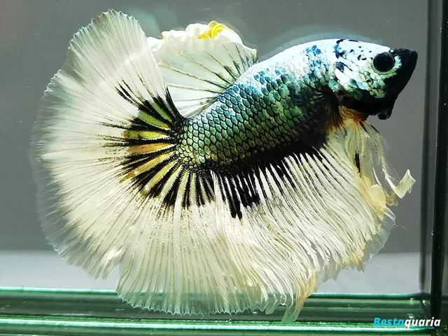 Premium Live Betta Fish l Male Halfmoon Copper Ghost