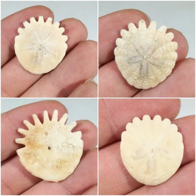 Premium Small Echinoid Fossil Sea Urchin Sand Dollar Heliophora Pliocene Morocco