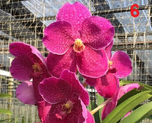 Vanda Starter Roots RARE GENUINE THAI Hybrid Vanda Orchid Bare Root Healthy Plant ...
