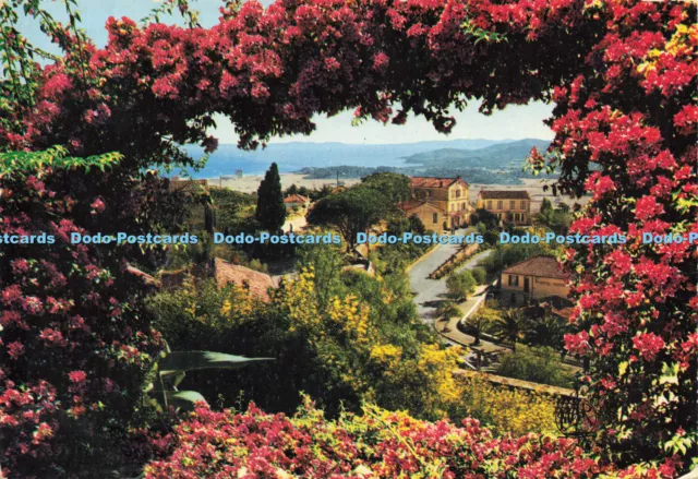 D190267 Bormes les Mimosas. la Cote d Azur. Mar. 1978