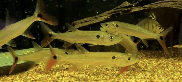 Redtail Barracuda 4.5-5”-Live Freshwater Tropical Aquarium Fish