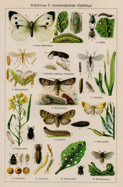 Schädlinge II (Landwirtschaftliche Schädlinge).