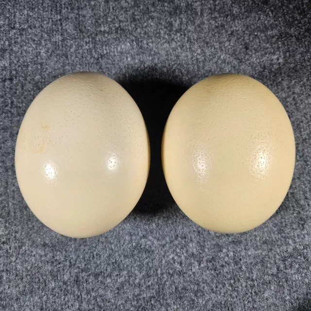 Lote de 2 cáscaras de huevo de avestruz en blanco para manualidades, decoración, pinturas y más (K)