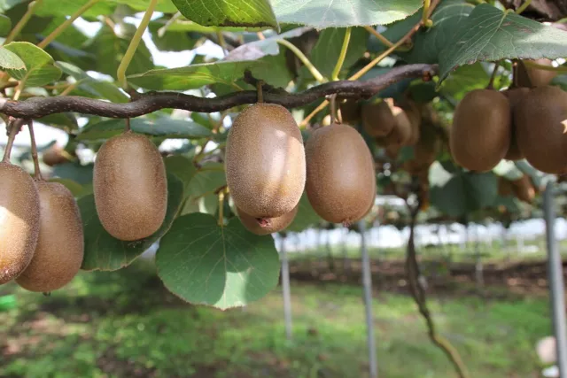 Jetzt pflanzen - Kiwi winterharte schnellwüchsige Kletterpflanze für den Garten