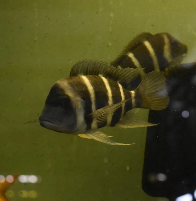 Live 6-7" Blue Zaire Full Mask Frontosa Large Aquarium Fish *PLS READ DESCR* 6
