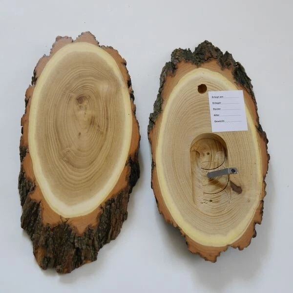 1 Pieza Acacia Ciervo Escudo de Trofeo Grande Con Kieferfach Corzo Baumscheibe