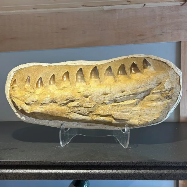 Fossil MOSASAUR Liodon Jaw - Mosasaurus Dinosaur Tooth - Cretaceous - Morocco