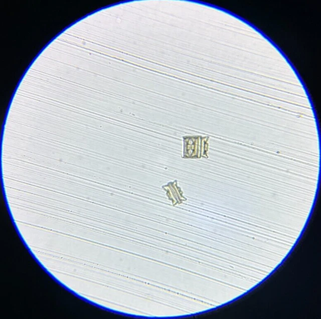 Antique A.C. Cole Microscope Slide Diatom Biddulphia Aurita Rio de Janeiro
