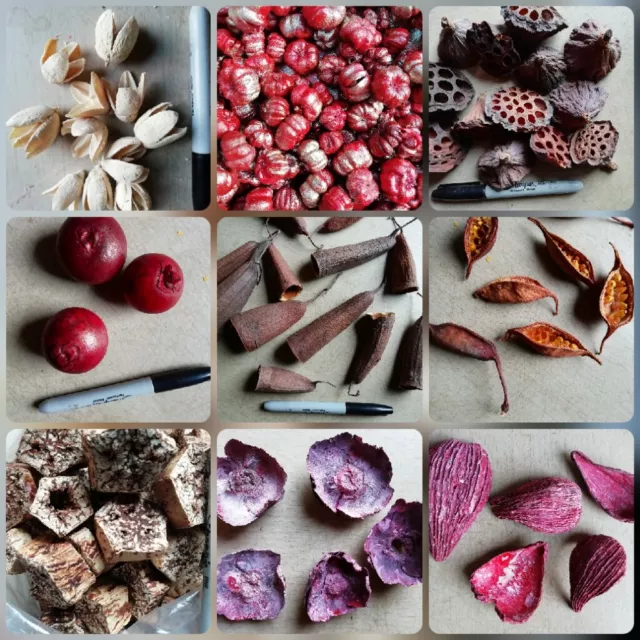 Dried Seed Pods, Seed, Cones, Grass, Tropical, Nuts , Fruit etc for crafts