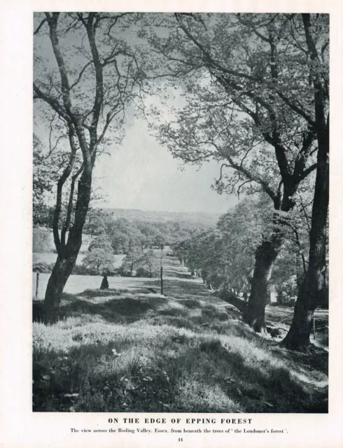 Roding Valley From Epping Forest Essex Vintage Picture Old Print 1950 CLPBOB2#44