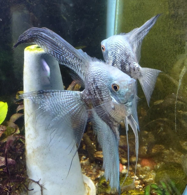 Blue Smokey/Blue Striped Philippine Angelfish Veil/Standard Mix (Dime/Nickel +)