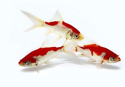*REAL RED* GOLDFISH RED & WHITE SARASA COMET Live Fish *FREE Expedited Shipping*
