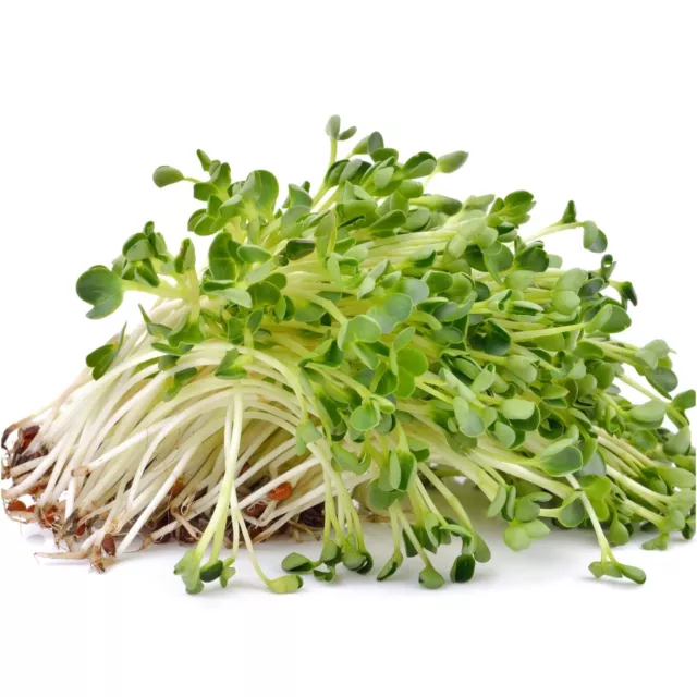 ALFALFA Seeds 100g-2kg sprouts MICROGREENS sprout sprouting UNTREATED salad EASY