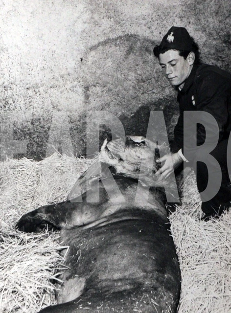 Foto vintage de archivio de Animales, Leone En Agonia, Palermo, 1959 , impresión