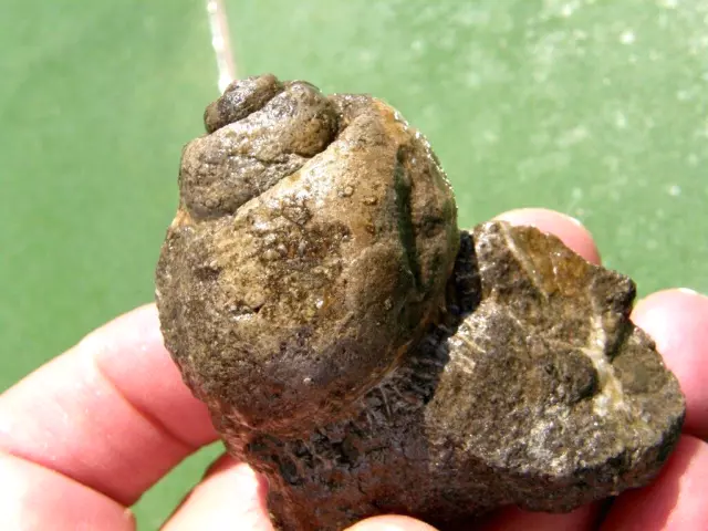 Fosiles Moluscos " Extraordinario  Gasteropodo De Albacete  -  8C13".