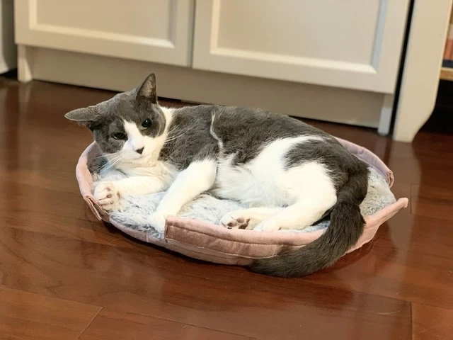Cat Bed Mat Soft Plush Washable Sleeping Cushion Indoor Puppy Kitten Small Pet