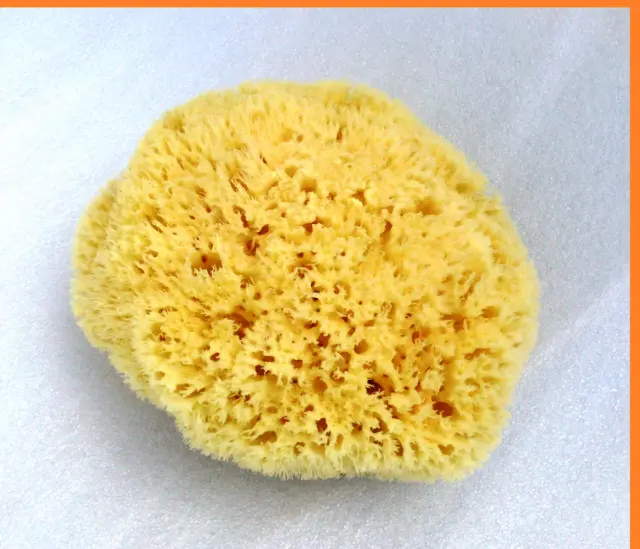 Natural Sea Sponge 15cm Large GREEK  super BATH  ( Light Yellow )