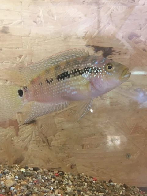 Jack Dempsey Cichlid Rocio octofasciata  Tropical Fish