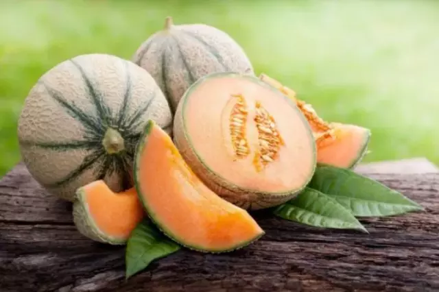 Melon Galia 60 Seeds