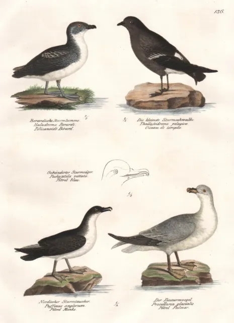 Sturmtaucher Sturmschwalbe Oiseaux Birds Lithographie Brodtmann 1830