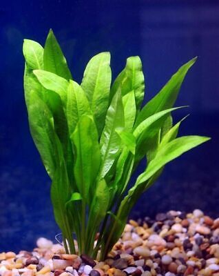 BUY 2 GET 1 FREE Amazon Sword Echinodorus Bleheri Live Aquarium Plants