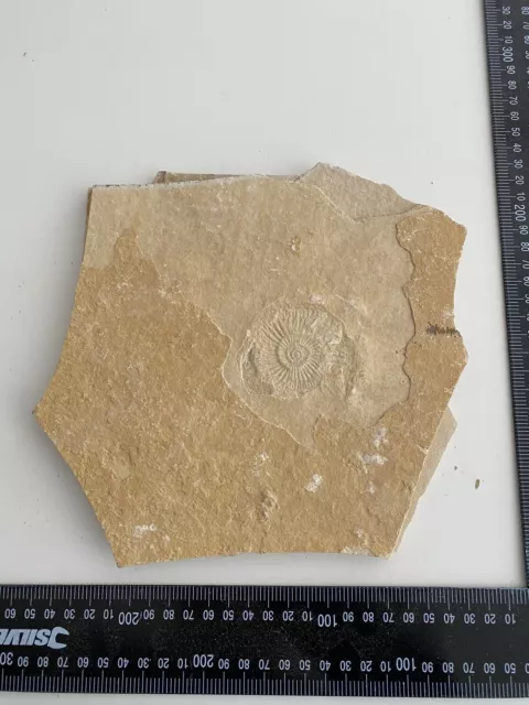 Urzeit Fossil Versteinerung siehe Fotos PO