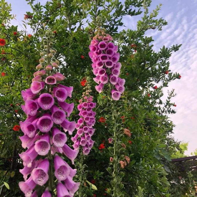 Foxglove Purple 600 Seeds Gloxiniaeflora Flower Wa Grown