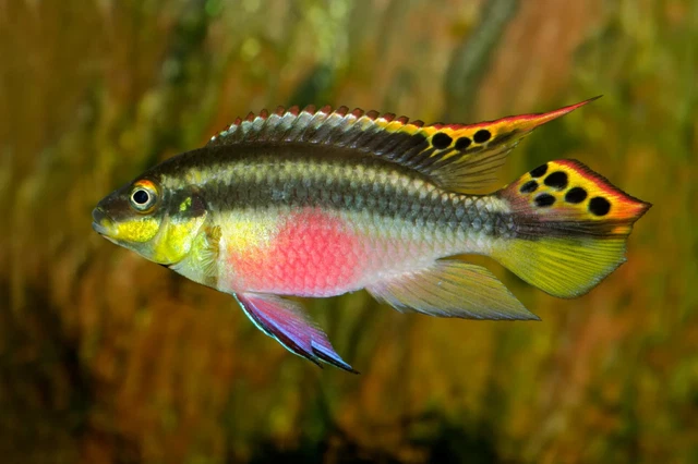 Group of 5+1 Live Juvenile Rainbow Kribensis Cichlids Premium Freshwater Fish A+
