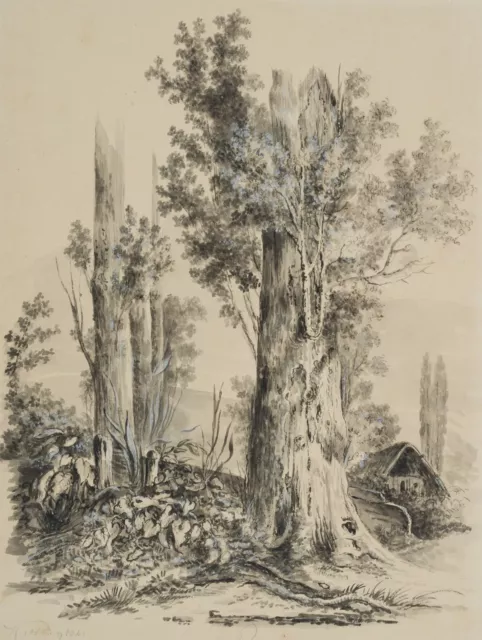 K. HOOG (19.Jhd), Baumstudie im Wald,  1841, Pinselzeichnung Romantik Pflanzen