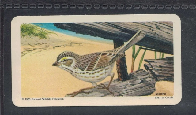 IPSWICH SPARROW - 50 + year old Canadian Trade Card # 30