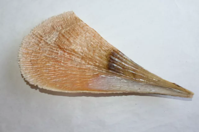 Ancien grand coquillage "Pinna Nobilis " ou grande nacre longueur 29 cm N° 11