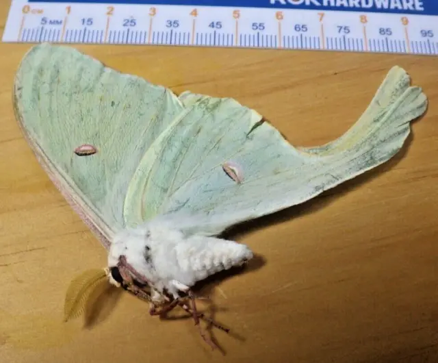 Male Luna Silk Moth Actias luna Saturniidae Lepidoptera Southeast Texas J13