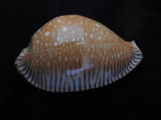 Meeresmuschel Cypraea guttata surinenses f.bengalensis 51,4 mm ID#5636