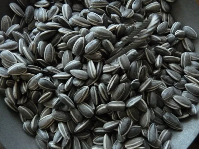 Ai weiwei Sunflower Seeds,50 Stück