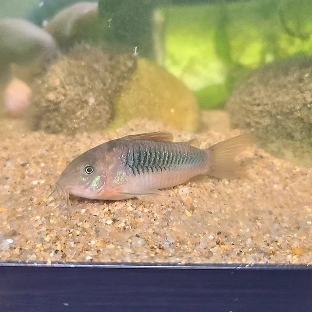 Emerald Green Corydoras  Catfish (Corydoras Aeneus) US Bred Live Aquarium Fish